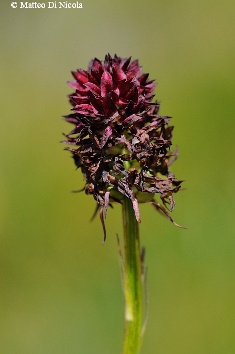 un po'' di flora dal Gavia